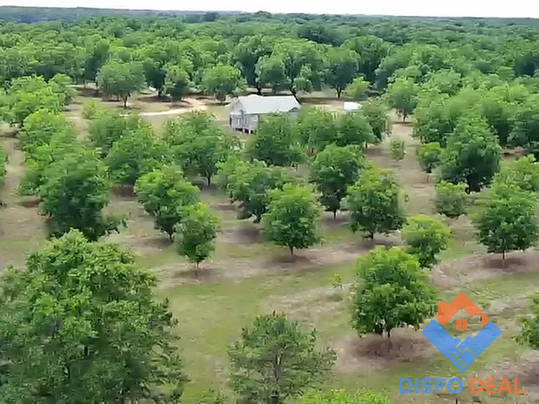 ✨💎Prime 64-Acre Pecan Orchard with Renovation Potential and Business Opportunities in Davisboro!💎✨